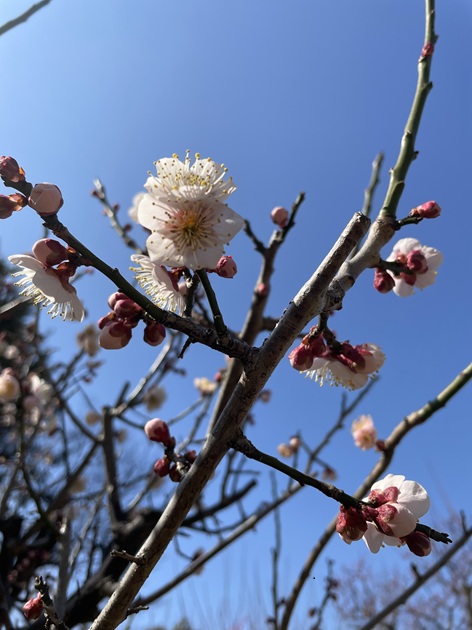 春の歌が好き、花の歌が好き。